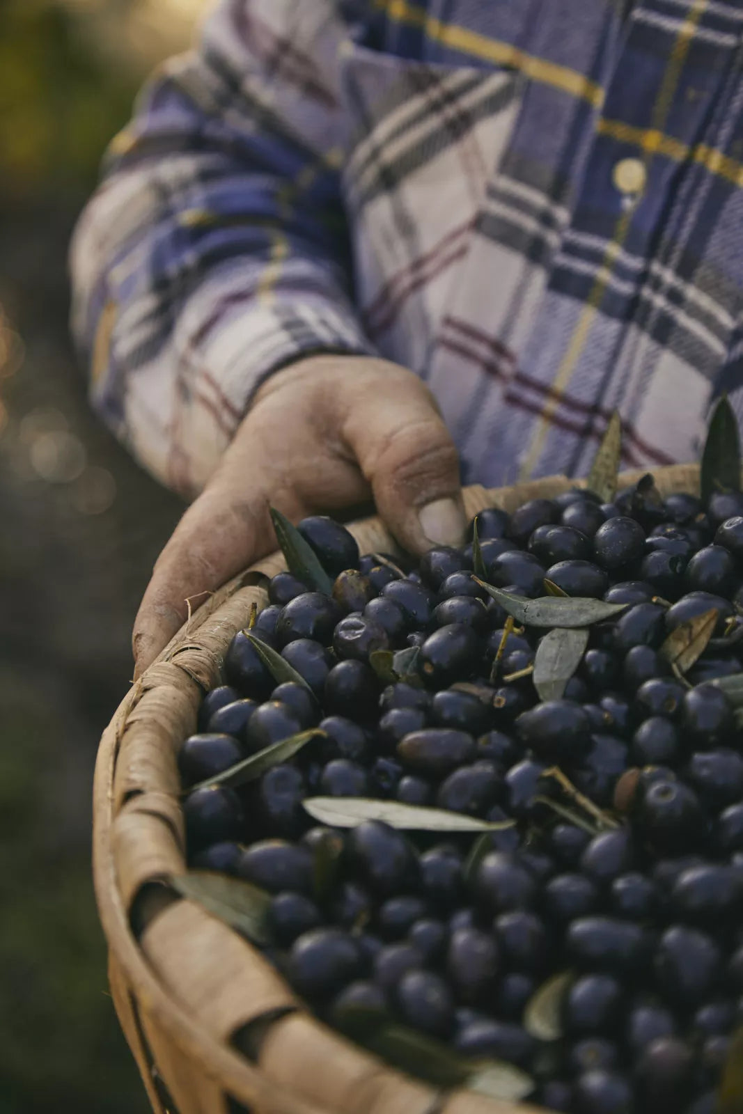 Origin and history of Olive Oil
