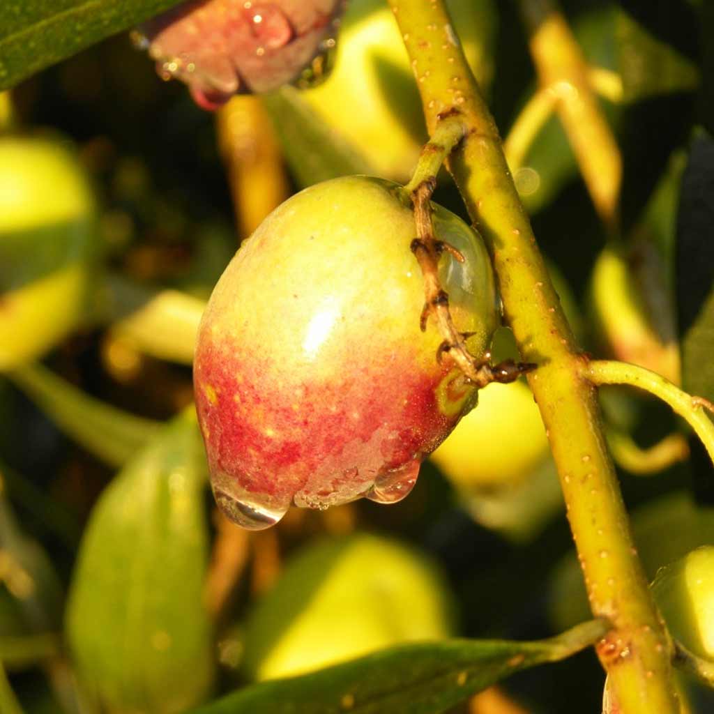 'Olive oil diet may boost fertility'
