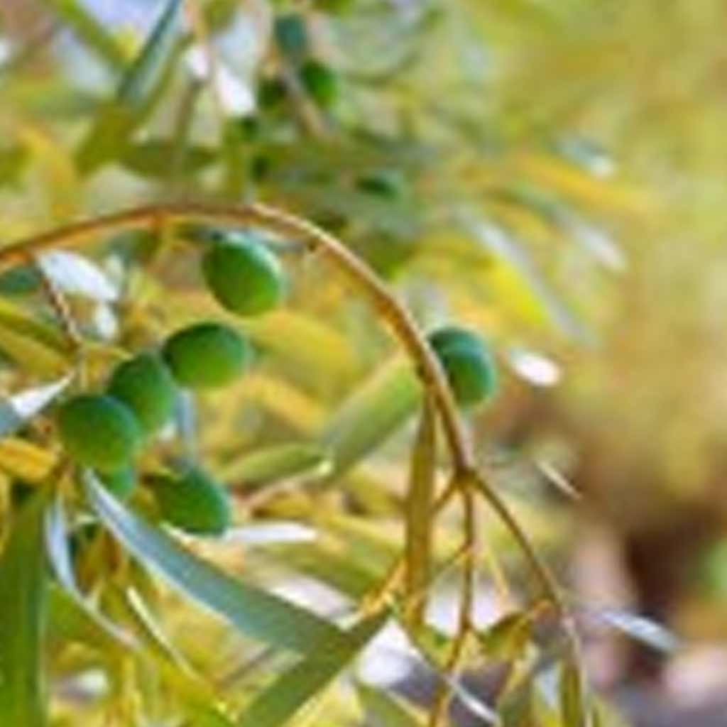 UK Olive Oil Prices Could Rise By 50%
