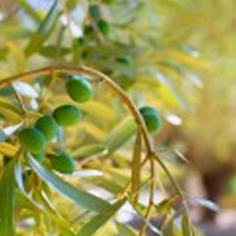 UK Olive Oil Prices Could Rise By 50%