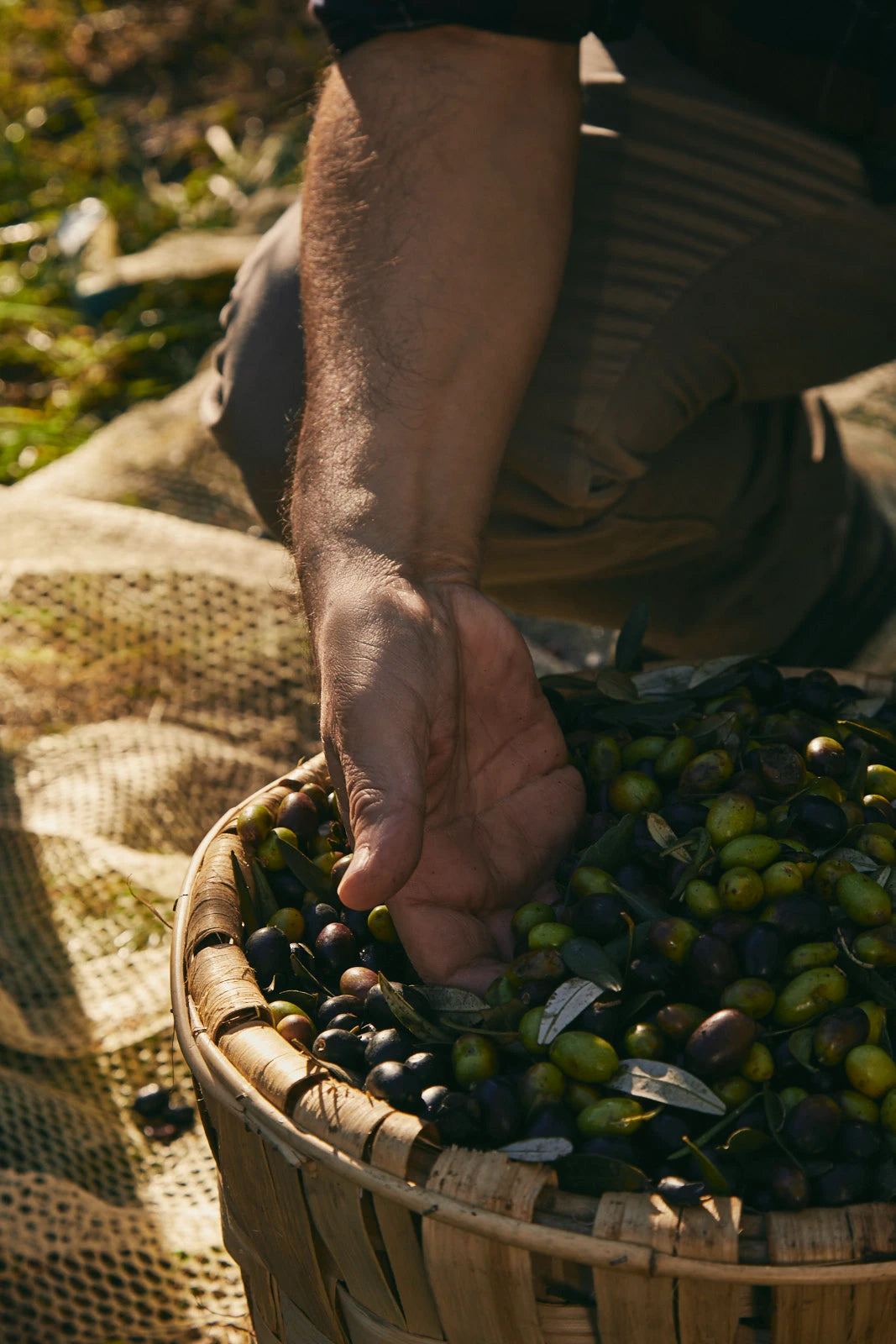 Experts In Olive Oil since 1867