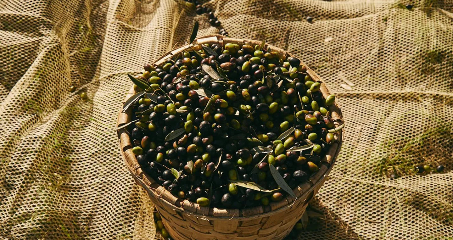 About
<i>Filippo Berio</i>